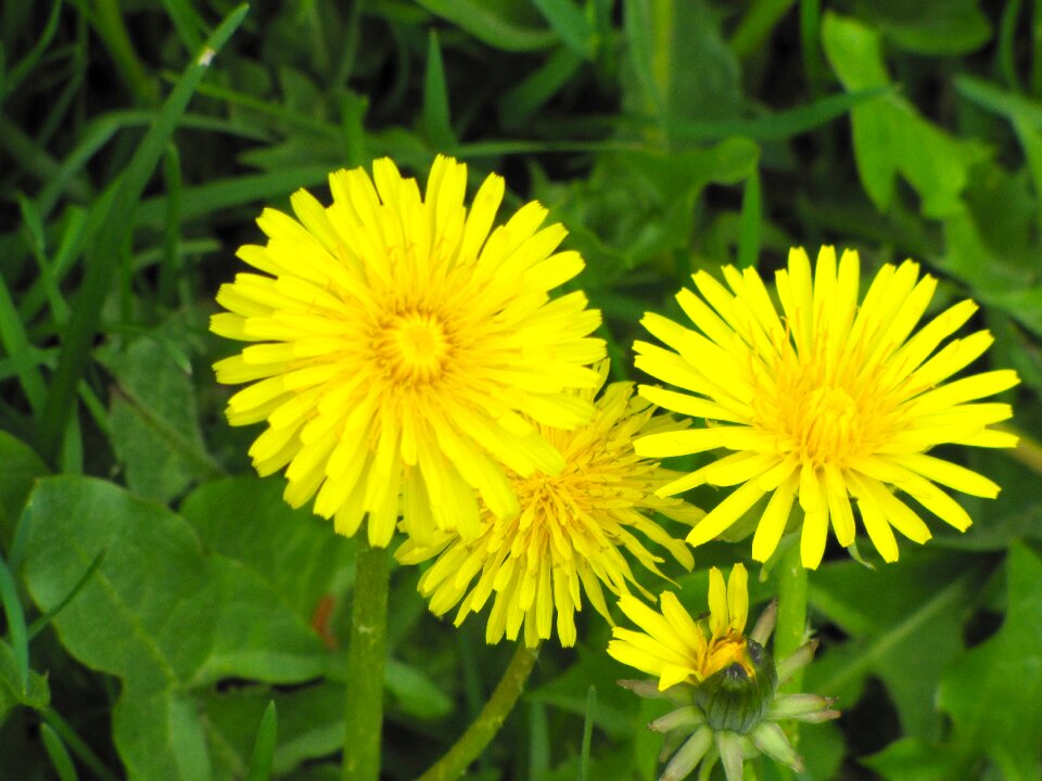 Yellow flower dandelion summer