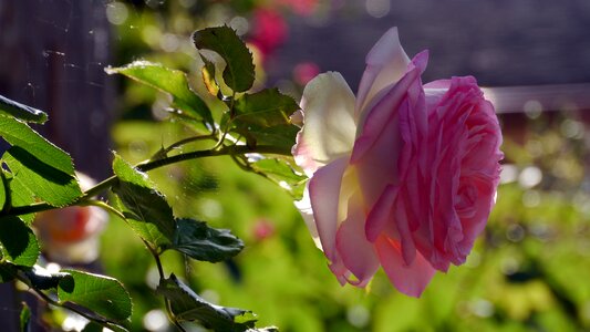 Flower nature rose