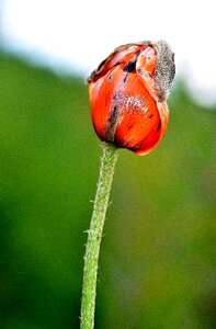 Nature papaver poppy photo