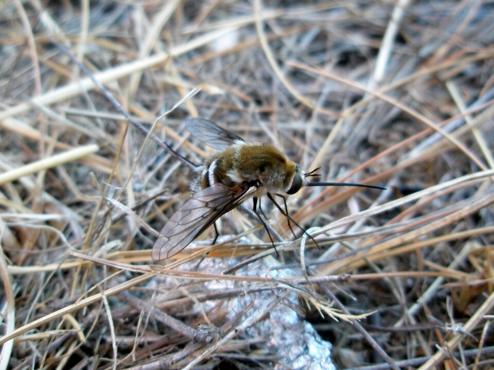Insect insects animals