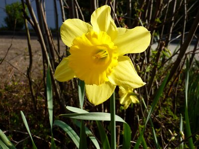 Yellow flower plant daffodil photo