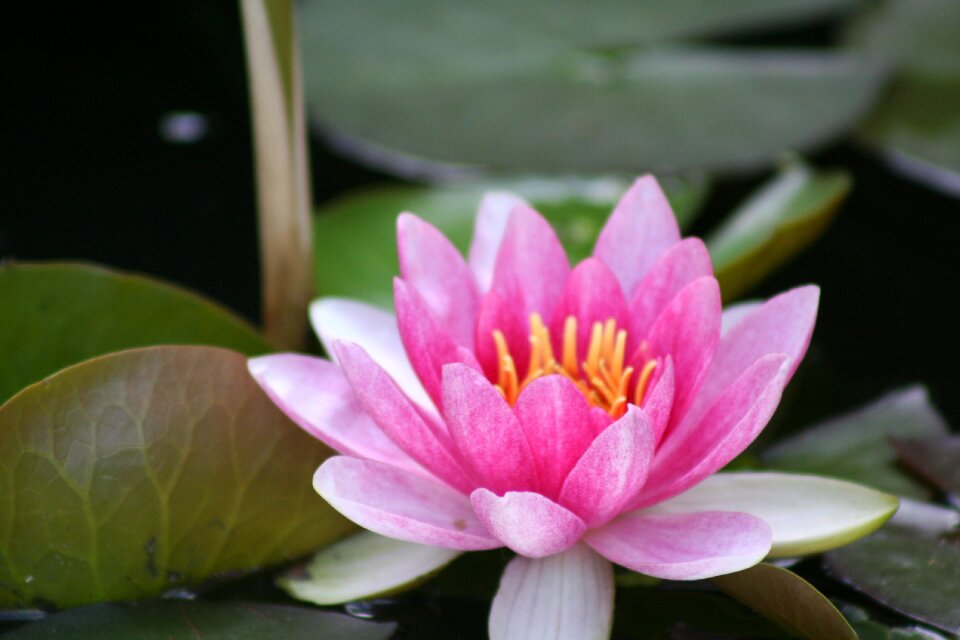 Water lily pink aquatic plant