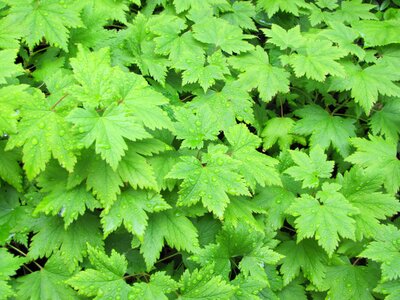 Tiarella green foliage