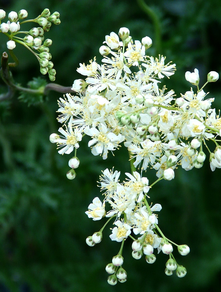 Bloom spring flower