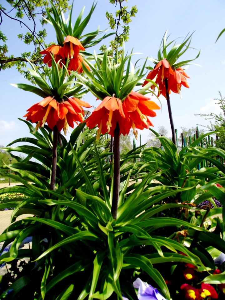 Nature plant garden plant