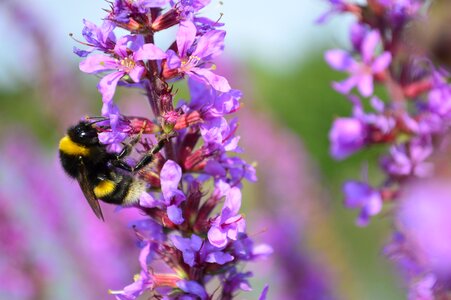 Bee purple flower photo