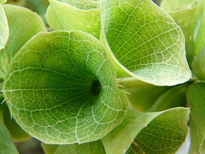 Green summer plant