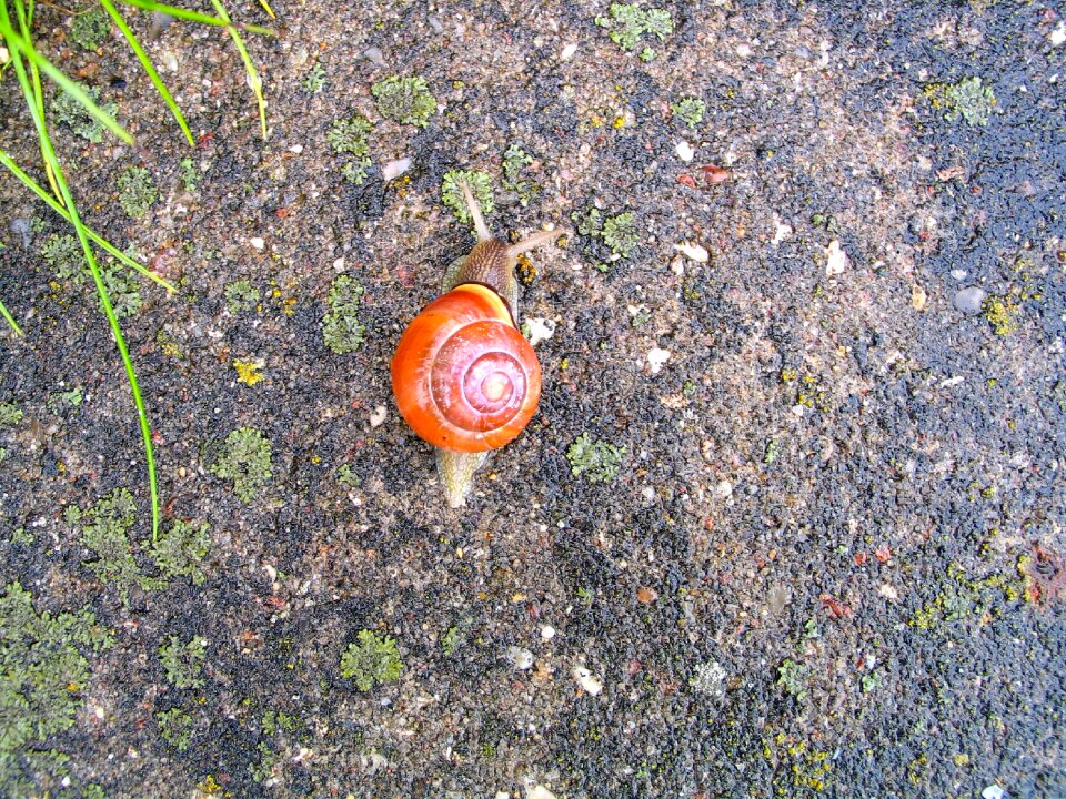 Animal garden nature
