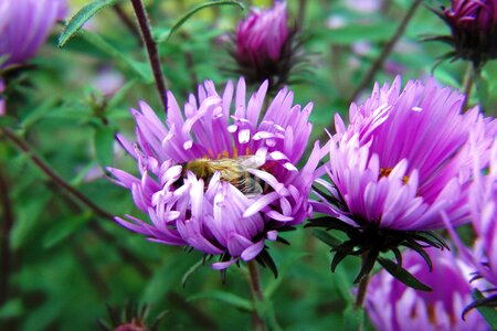 Asters violet with wasp photo