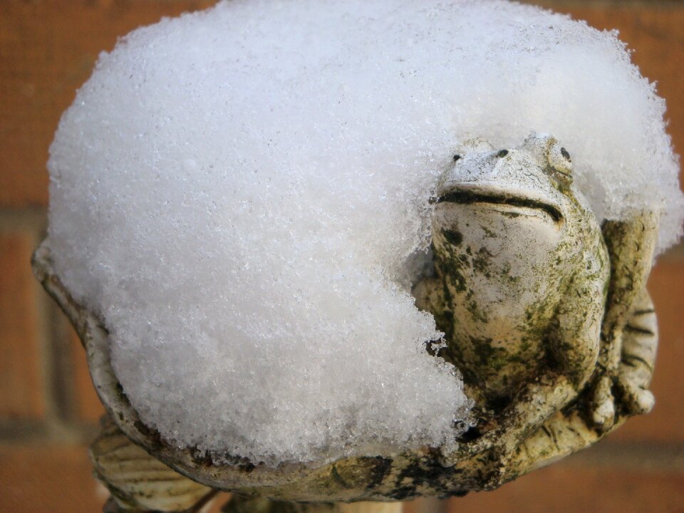 Winter snowed in frog