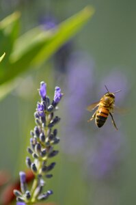 Insects flight bourdon