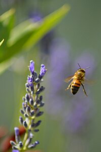 Insects flight bourdon photo