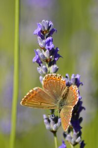 Butterfly flower lavender photo