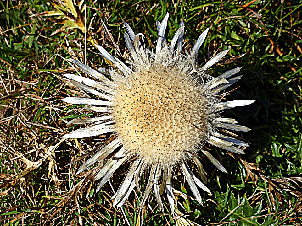 Nature wild plants meadow