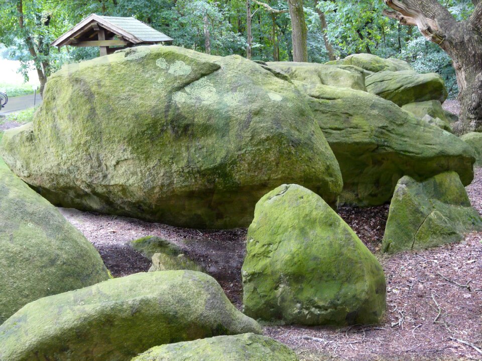 Nature forest rock