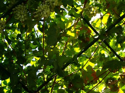 Nature grapes fruit