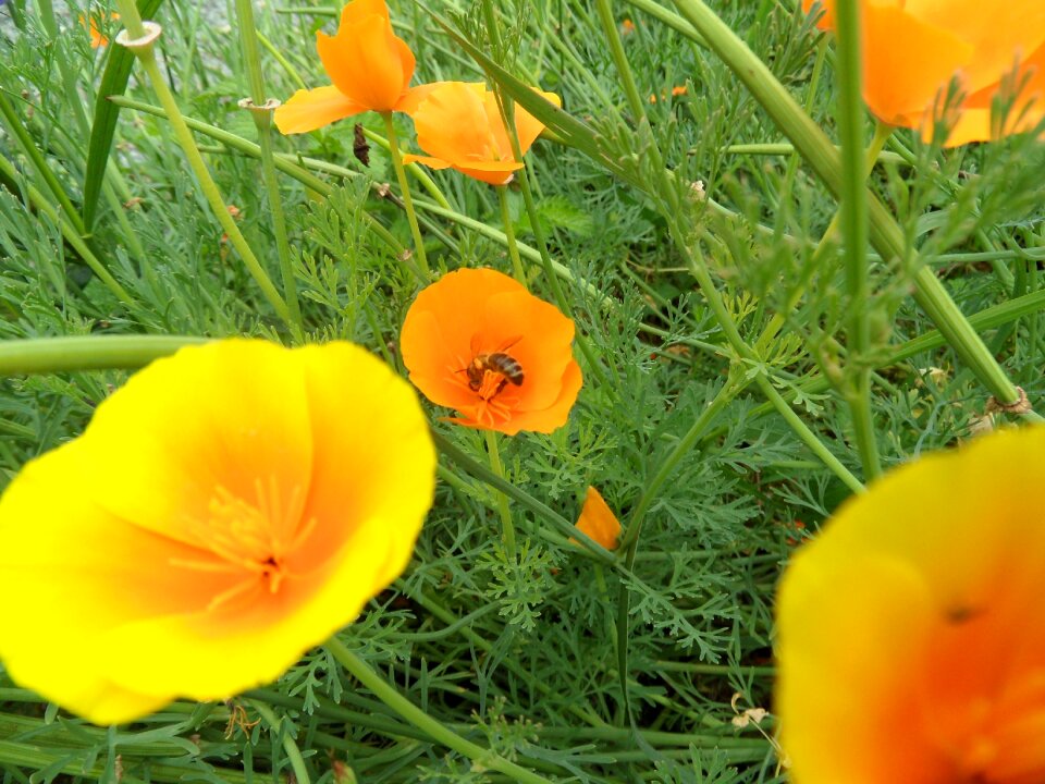 Bee nature pollinator