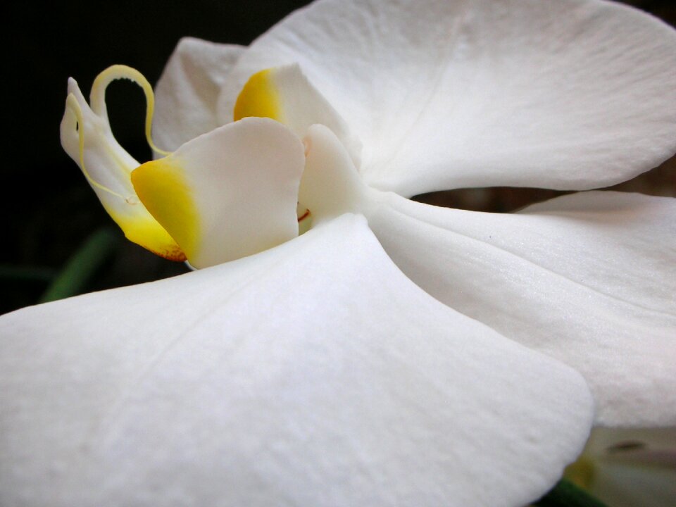 Orchid flowers tropical