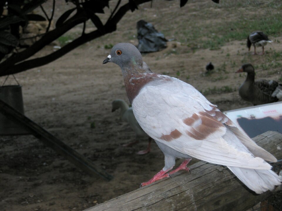 Birds pigeons animals