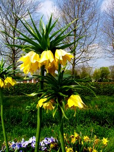 Bloom nature garden
