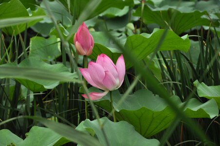 Flowers lotus leaf green leaf