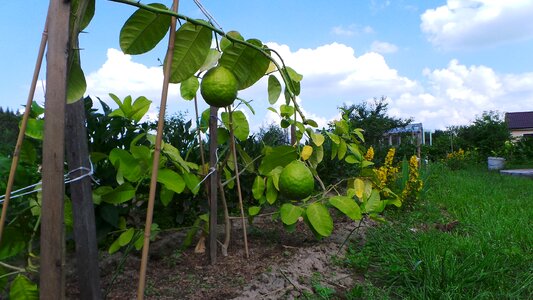 Green fresh garden