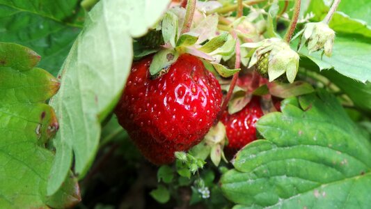 Macro nature berries photo