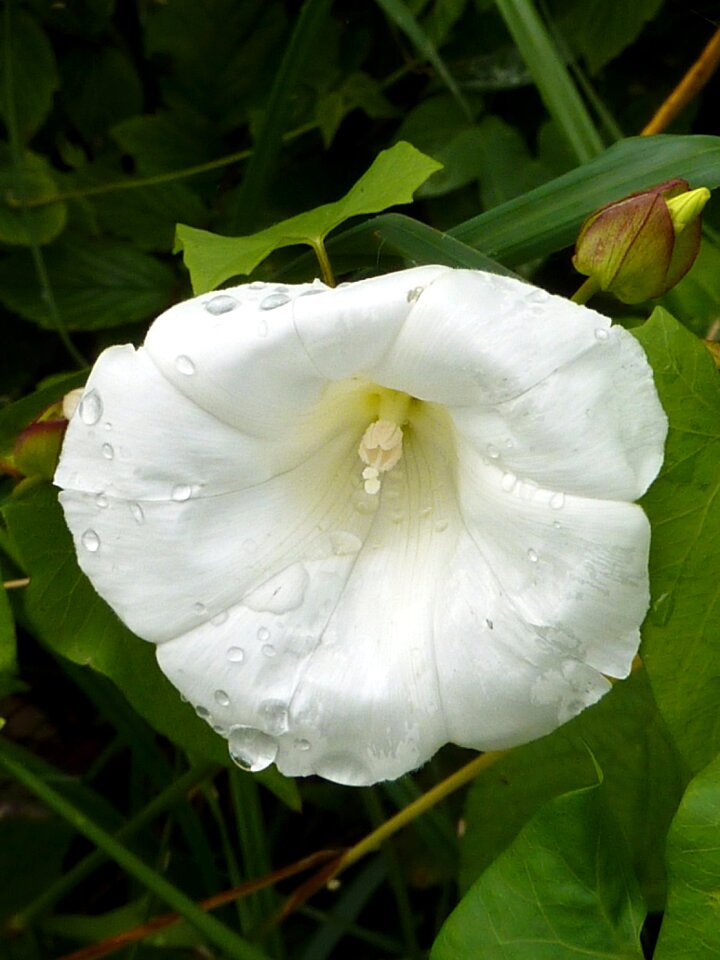 Nature flower white