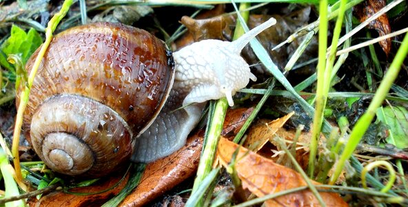 Nature mollusk shell