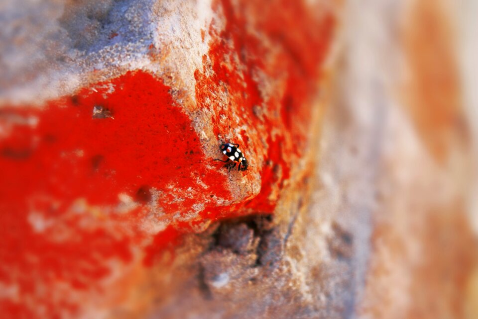 Nature macro ladybug