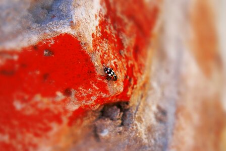 Nature macro ladybug