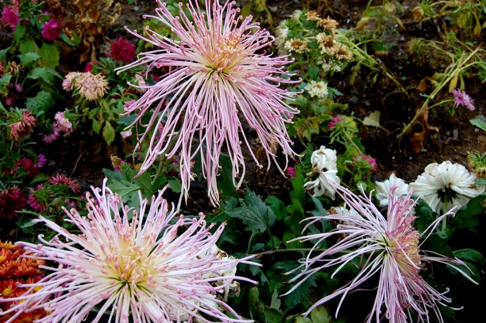 Chrysanthemum flowers autumn chrysanthemum