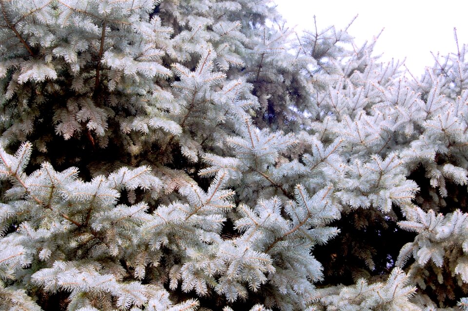 Cypress pine tree conifer