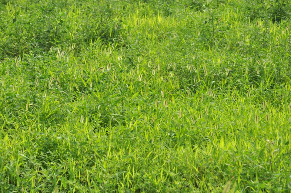 Setaria viridis green plant
