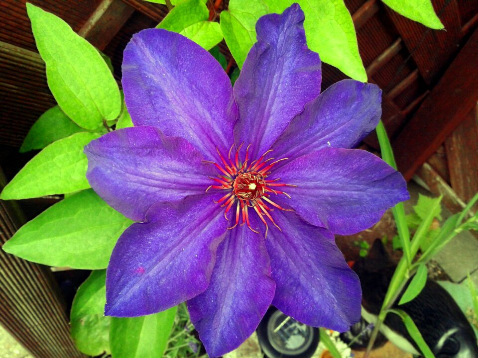 Flowers purple close up