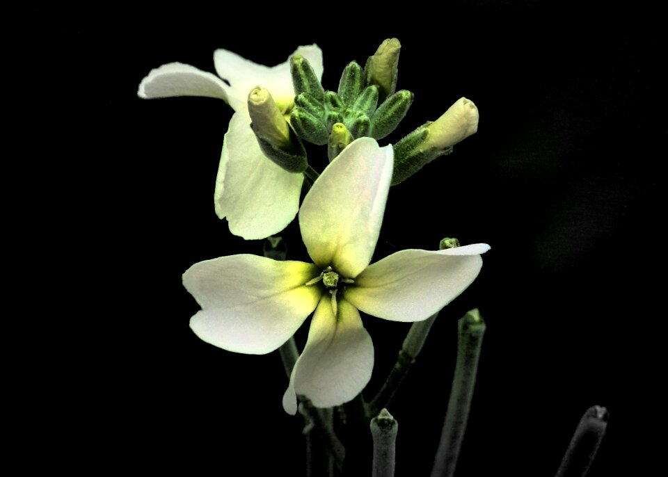 Close-up nature plants