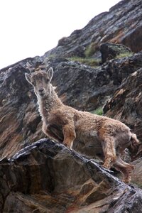 Wild animal animal mountain