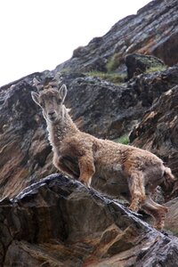 Wild animal animal mountain photo