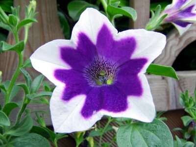 Purple white flower