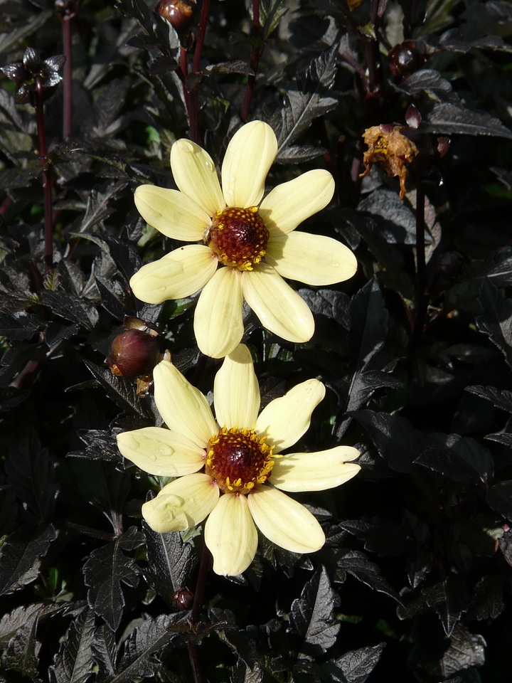 Yellow flower flowers