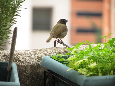 Ave bird nature photo