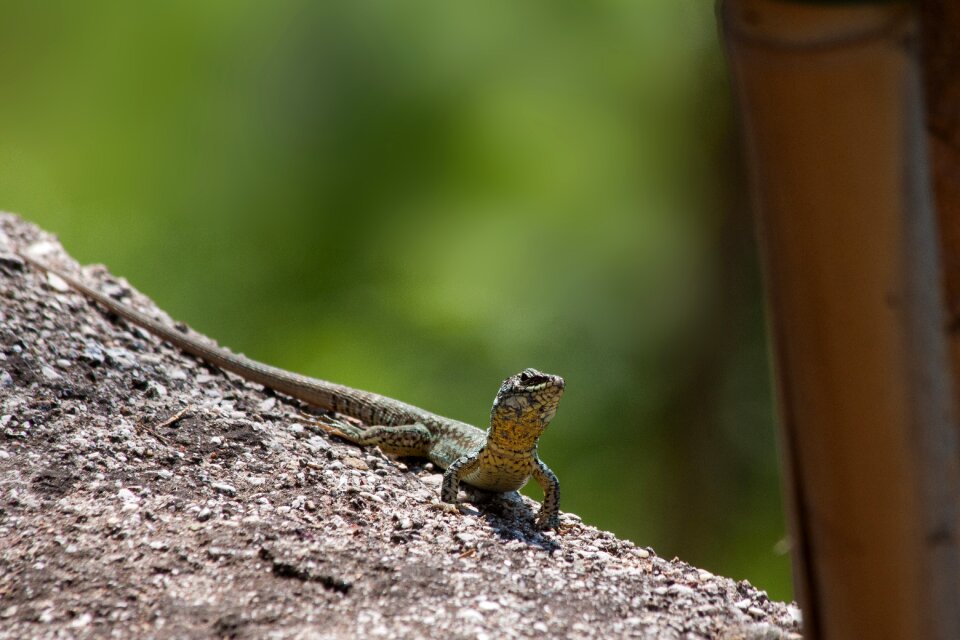 Squamata reptile bamboo
