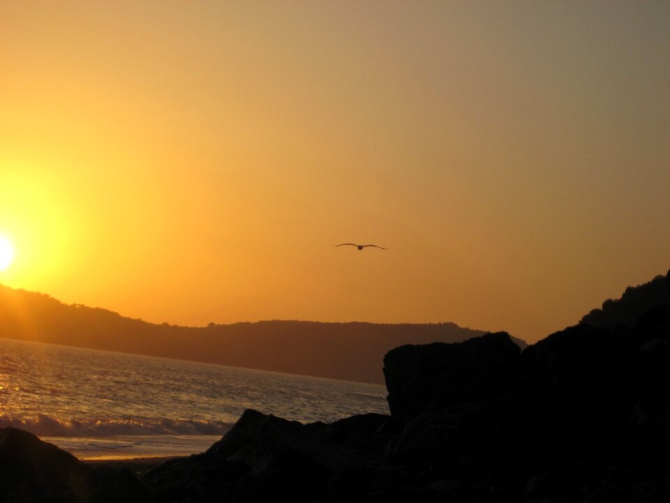 Bird seagull rock