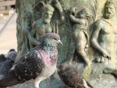 Standing animal bird pigeon