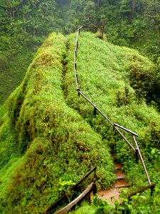 Plantation wilderness laos