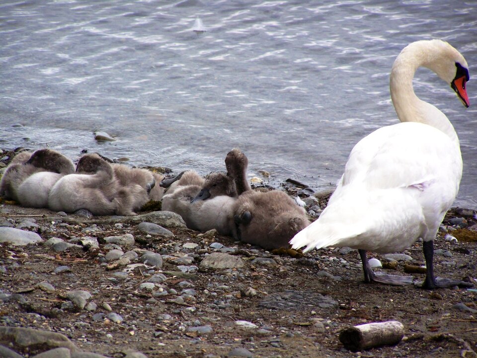 Baby swan water bird