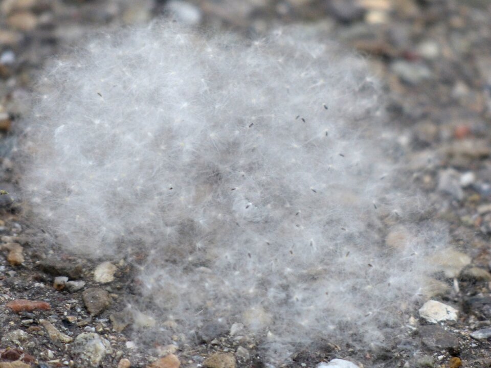 Samenfasern fruit wall fibers cottonwood fruit