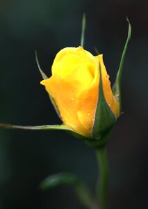 Summer flower thorns leaf