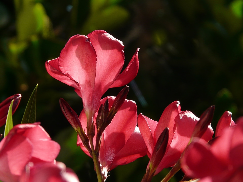 Laurel rose dog gift greenhouse apocynaceae