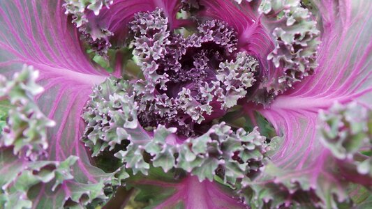 Red purple flowers decorative